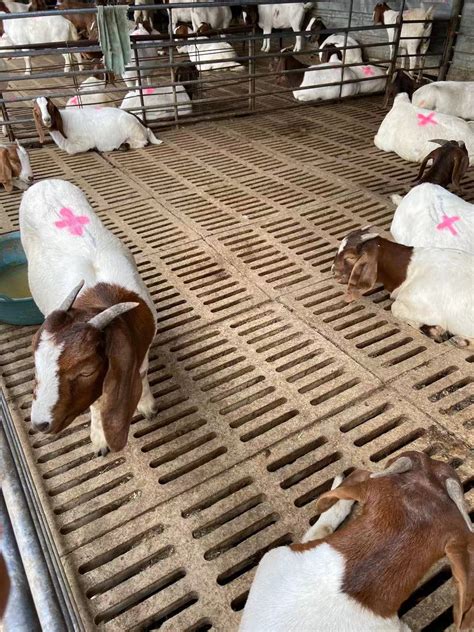 山东养殖场基地供应各种品种羊 波尔山羊 活体羊羔种羊-阿里巴巴