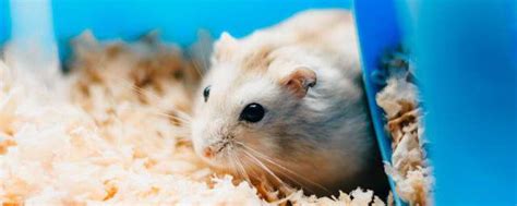 动物实验的小鼠为啥总不能生？-伊莱博生物科技（上海）有限公司