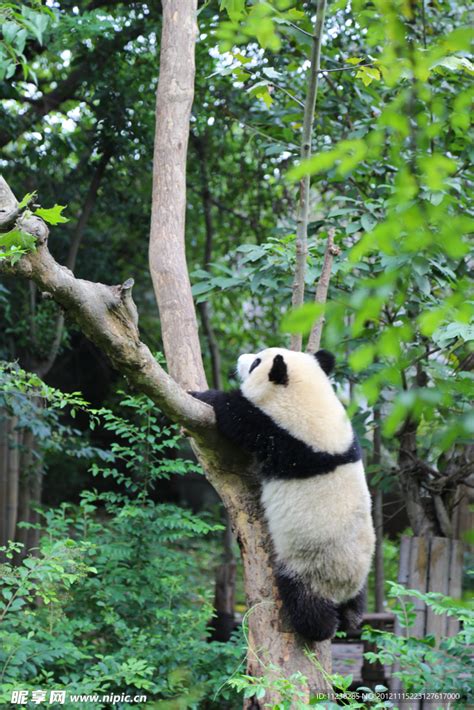 大熊猫爬树摄影图__野生动物_生物世界_摄影图库_昵图网nipic.com