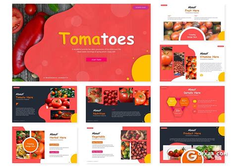 30页创意图形蔬菜水果西红柿品种介绍展示PPT模板5种主题配色 – 顶尖PPT