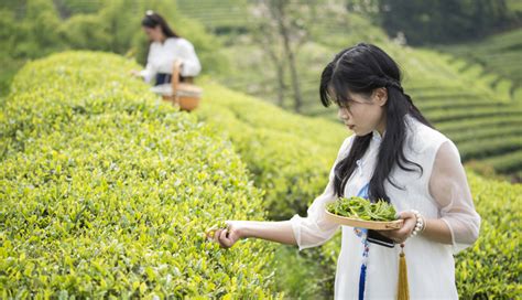 【喜迎茶叶节】给茶园再添“绿色”丨我县成功创建全国绿色食品原料（茶叶）标准化生产基地--松阳新闻网