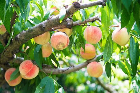 新鲜桃子图片-有叶子的新鲜的桃子素材-高清图片-摄影照片-寻图免费打包下载