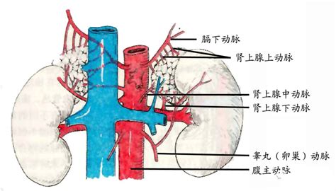 输尿管图片