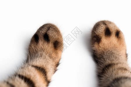 非主流头像猫爪图片