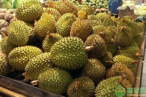 2022榴莲季：带你认识马来西亚6种主流榴莲！
