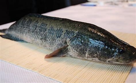 酸菜鱼用黑鱼的做法，黑鱼的营养价值高，做出来的味道就是香