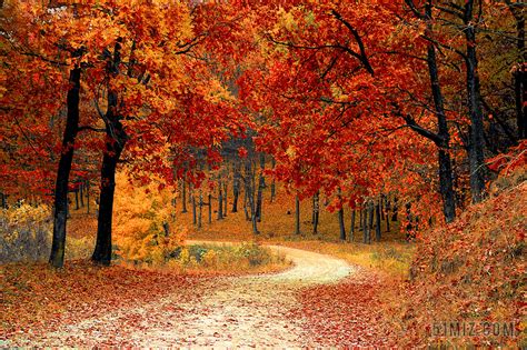 森林公园美丽的秋色高清图片下载-正版图片500666573-摄图网