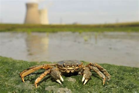 比利时设陷阱诱捕300万只大闸蟹 避免其在欧洲河道过度繁殖问题_新闻快讯_海峡网