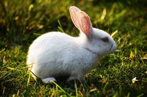 给女小兔子取名字 给兔子起名字大全女孩 - 万年历
