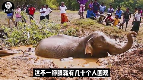 大象喝醉了掉进泥坑，围观众人无奈开挖掘机救援，看完结局很暖心_腾讯视频