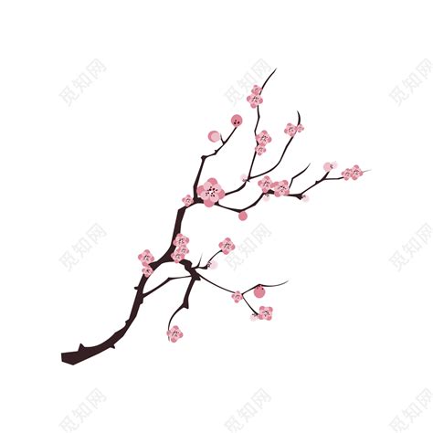 白枝图片