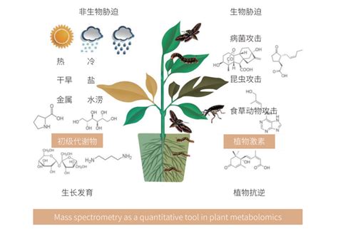 一种基于LC-MS高通量高灵敏度检测植物激素的方法与流程