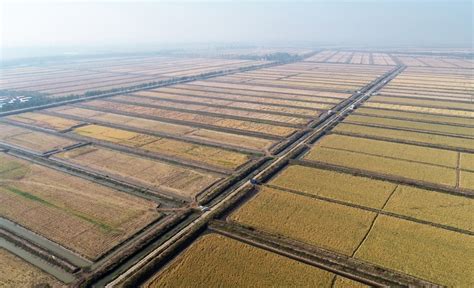 华阳河农场5万亩全国绿色食品原料（水稻）标准化生产基地获批创建安徽省华阳河农场