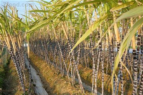在甘蔗成熟的季节,美国人收割甘蔗前,为什么会先放火烧甘蔗田?