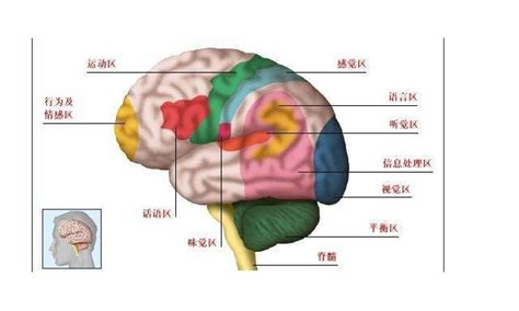 大脑解剖图图片