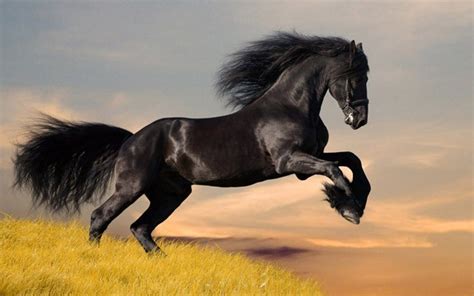 世界上最漂亮的10大名马，阿拉伯马排第二，第一被称黄金之马|名马|阿拉伯|鬓毛_新浪新闻