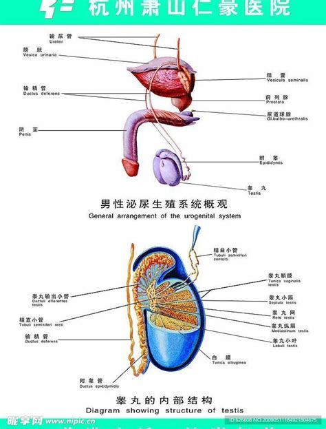 男性泌尿生殖系统概观设计图__展板模板_广告设计_设计图库_昵图网nipic.com