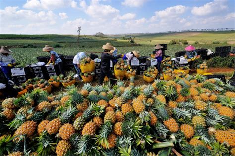 为了把菠萝高价卖给大陆，台湾人取名“凤梨”，网友：公知再尬吹|凤梨|菠萝|公知_新浪新闻