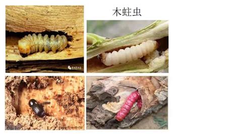蛀木虫啃木头很大声怎么消灭 - 百科 - 布条百科