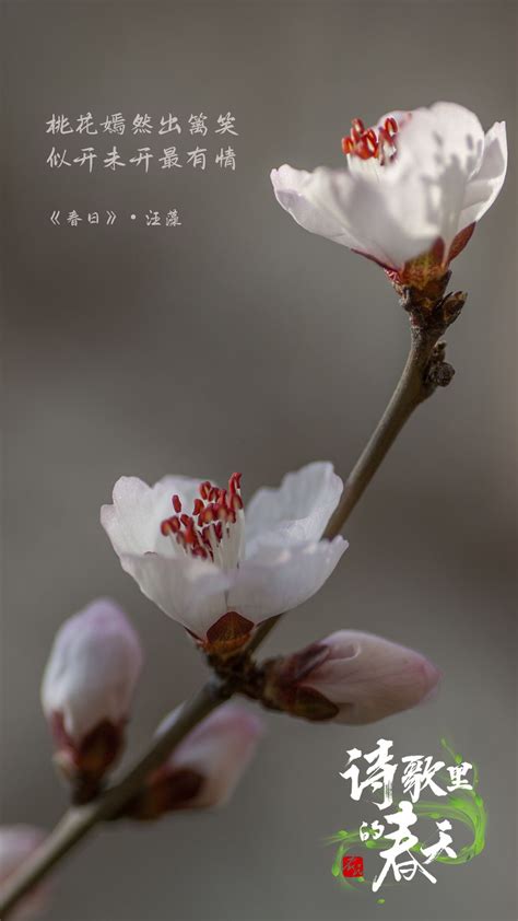 植物花开春日花卉鲜艳摄影图配图高清摄影大图-千库网