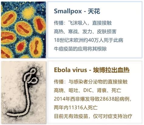 盘点：世界上最致命病毒排行榜 - 四川省医药保化品质量管理协会