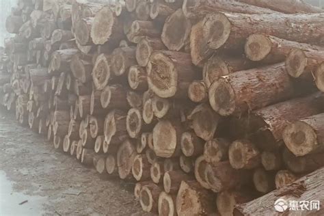铁杉 - 铁杉 - 太仓市木头人家国际贸易有限公司