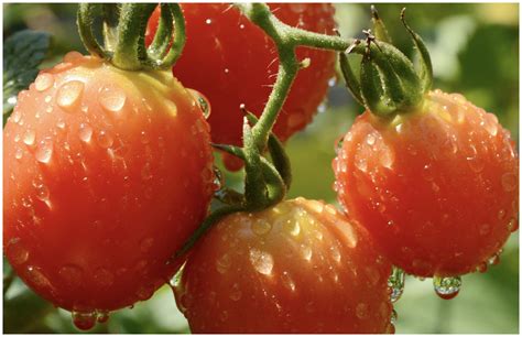 西红柿的种植方法和时间 - 农村致富网