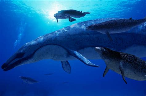沧龙、梅鲸、巨齿鲨、龙王鲸谁才是真正的史前海洋霸主|龙王|海洋|巨齿_新浪新闻