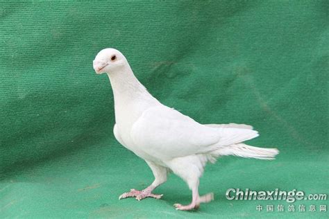 鸽子种类名称及图片_元宝鸽_山东元宝鸽观赏鸽养殖场