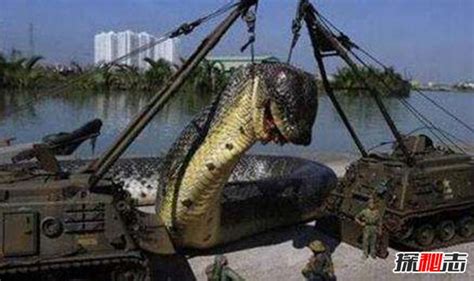 世界第一巨蛇红海巨蛇 坦克大小巨蛇是否存在_小狼观天下