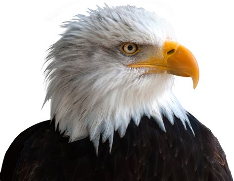 animals, Bald Eagle Wallpapers HD / Desktop and Mobile Backgrounds