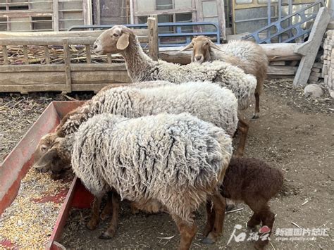 新疆好故事 | 皮山红羊原来是个多胎“宝贝”——新疆多胎性地方绵羊品种发现记