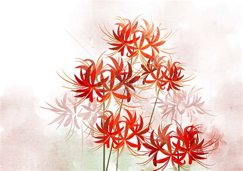 彼岸花水彩花卉插画图片下载-正版图片401057055-摄图网