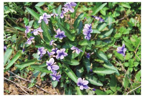 紫花地丁-秦巴野生植物-图片