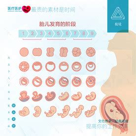 29周胎儿图片
