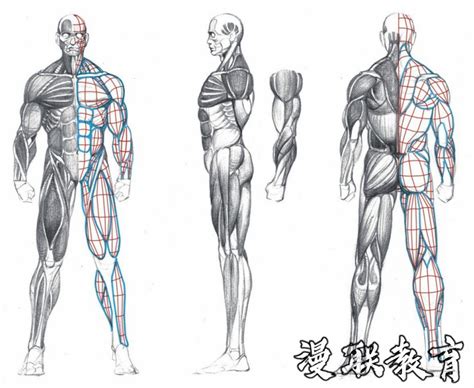 全身肌肉分布图图片