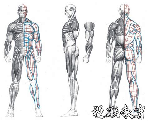 「教程」人体绘画基础 part 02 认识肌肉-漫联教育