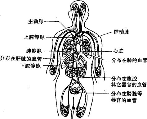 生理解剖详尽图文-循环系统_word文档在线阅读与下载_免费文档