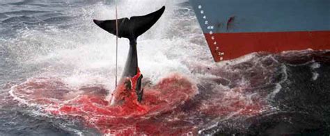 丹麦大规模捕杀鲸鱼海豚，血染海湾_时差视频-梨视频官网-Pear Video