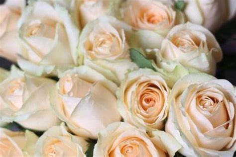 香槟玫瑰有什么花语象征（香槟玫瑰的花语和寓意,象征了什么） - 达达搜