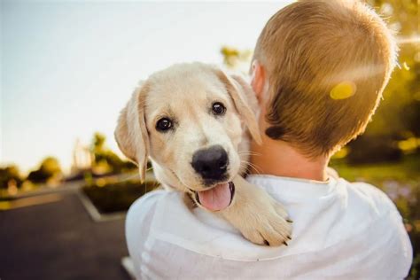 宠物的陪伴可以提升人的幸福感-成长心理-解心在线
