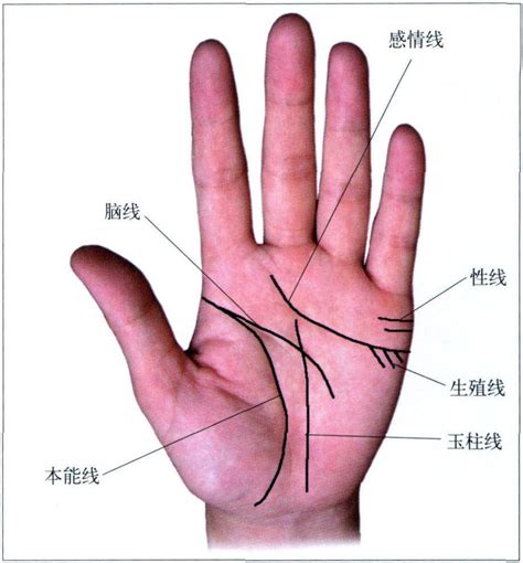 (一)手掌正常掌纹线(图5-1-1)-中医望诊图谱-医学