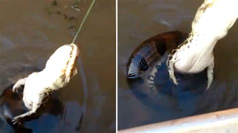 巴西渔民钓上一条短吻鳄 拖出水面后发现缠着巨蟒