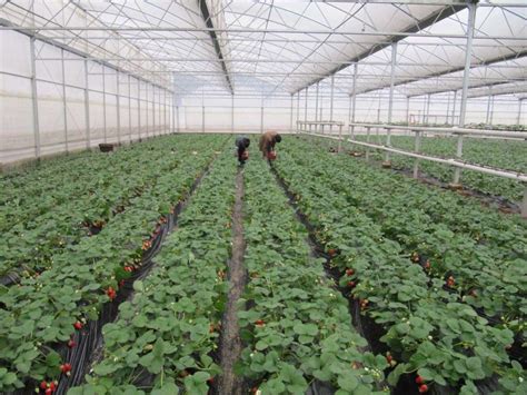 山东潍坊未来智慧农业高架栽培草莓，个大味甜，亩产量翻倍增长！|草莓|高架|栽培_新浪新闻