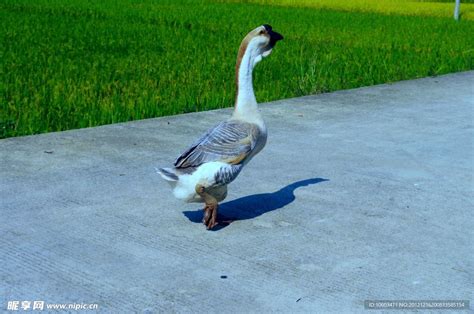 乡村田园 家鹅走姿摄影图__家禽家畜_生物世界_摄影图库_昵图网nipic.com