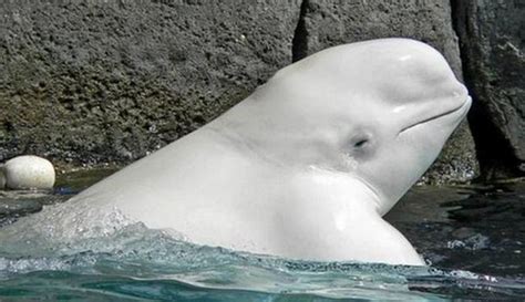 白鲸的资料介绍（白鲸：海洋哺乳动物中与众不同的存在，还会区别对待成年人和小孩） | 说明书网