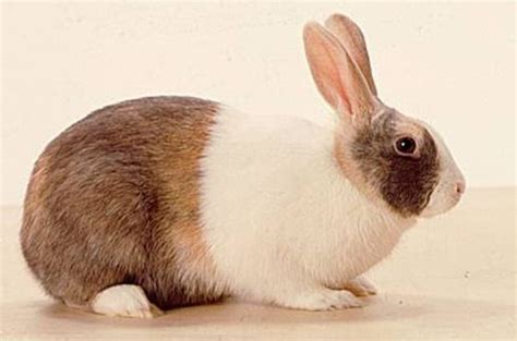 关于我的动物朋友兔子的作文-云作文
