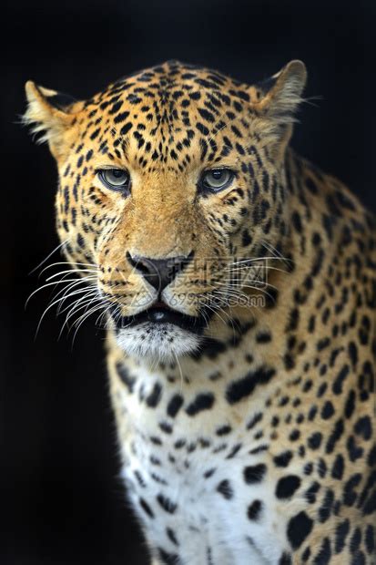 豹子在自然栖息地的肖像高清图片下载-正版图片503417960-摄图网