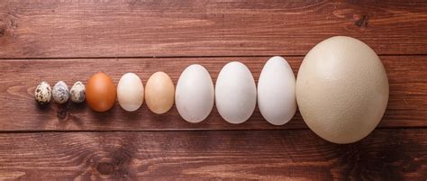 鸡蛋、鸭蛋、鹌鹑蛋，哪种更有营养？怎么选？还不知道的亏大了|鸭蛋_新浪新闻