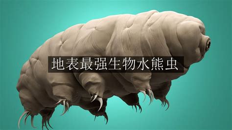 “水熊虫”的强大生命力，巅峰我们对生命的认知_腾讯视频